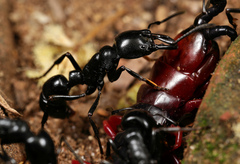 Plectroctena mandibularis