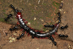 Cormocephalus nitidus