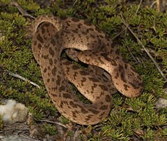 Dasypeltis scabra