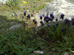 Muscari pulchellum