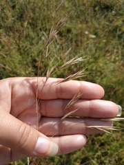 Bromus squarrosus