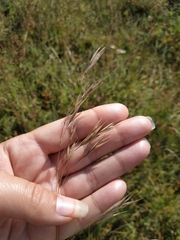 Bromus squarrosus