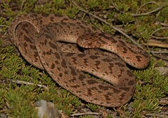 Dasypeltis scabra
