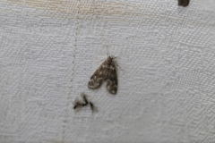 Hygraula