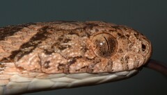 Dasypeltis scabra