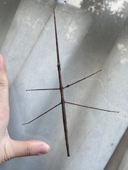 Clitumninae