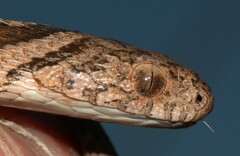 Dasypeltis scabra