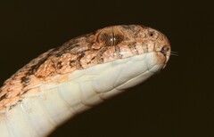 Dasypeltis scabra