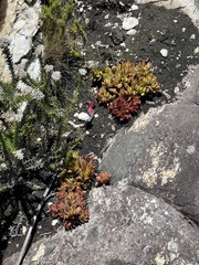 Crassula rubricaulis