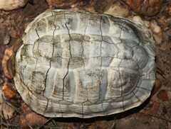 Homopus areolatus
