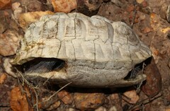 Homopus areolatus