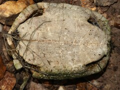 Homopus areolatus