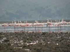 Phoenicopterus chilensis
