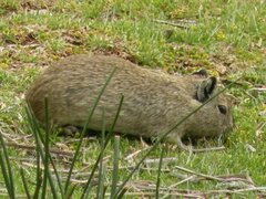 Galea musteloides