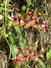 Cyrtochilum