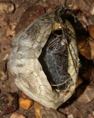Homopus areolatus