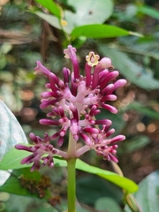 Chassalia curviflora