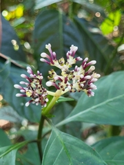 Chassalia curviflora