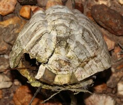 Homopus areolatus