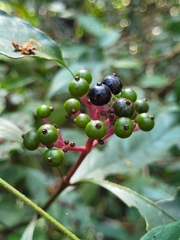 Chassalia curviflora