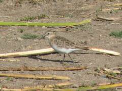 Calidris bairdii