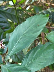 Chassalia curviflora