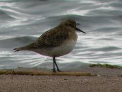 Calidris bairdii