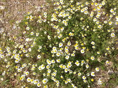 Anthemis chia