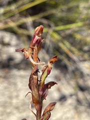 Disa reticulata