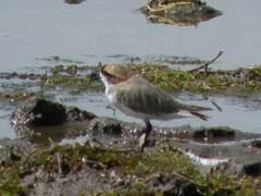 Charadrius alticola