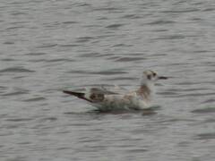 Chroicocephalus serranus