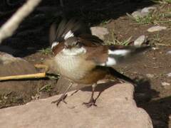 Cinclodes atacamensis