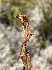 Disa reticulata