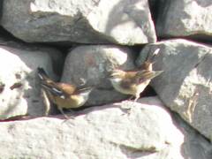 Cinclodes atacamensis