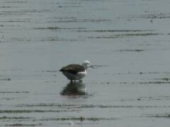 Recurvirostra andina