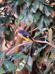 Pericrocotus solaris