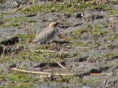 Charadrius alticola