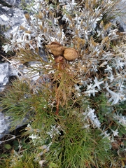 Paeonia tenuifolia