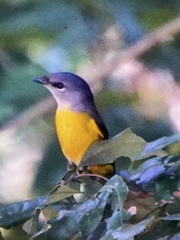 Pericrocotus solaris