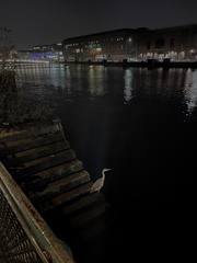 Ardea cinerea cinerea