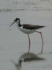 Himantopus mexicanus