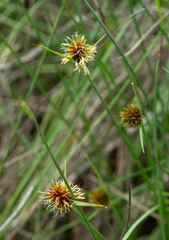 Cyperus erectus