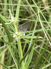Actizera lucida