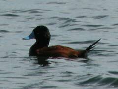 Oxyura ferruginea