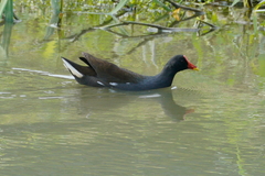 Gallinula chloropus chloropus
