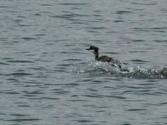 Rollandia microptera