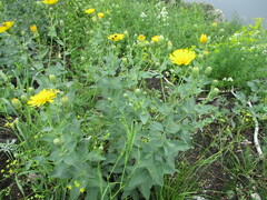 Hieracium virosum