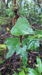 Pericampylus glaucus