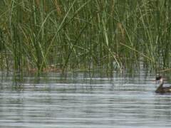 Rollandia microptera