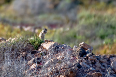 Atlantoxerus getulus